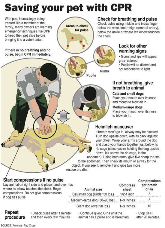 Free Printable Pet CPR and Emergency Dog & Pet Medical visual aids: How to do cpr on a dog