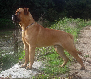 "Bullmastiff edited" by Fausto Moreno