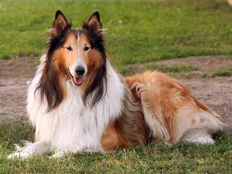 A collie dog lying on the grass.