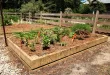 Vegetable garden with raised beds and plants.