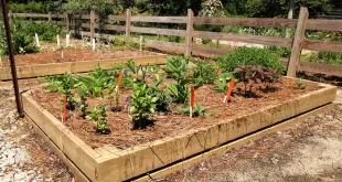 Vegetable garden with raised beds and plants.